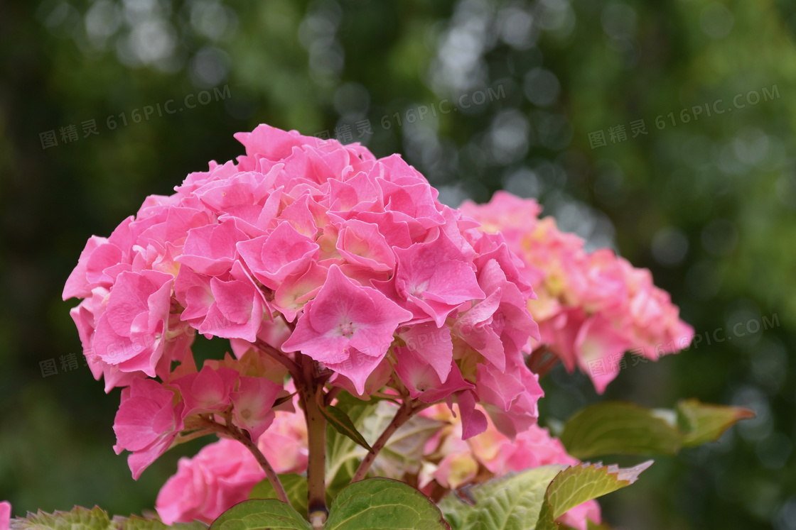 粉红色绣球花植物特写摄影高清图片