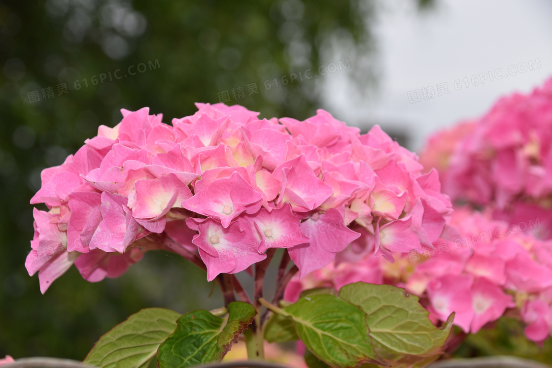 粉红色的花卉植物特写摄影高清图片