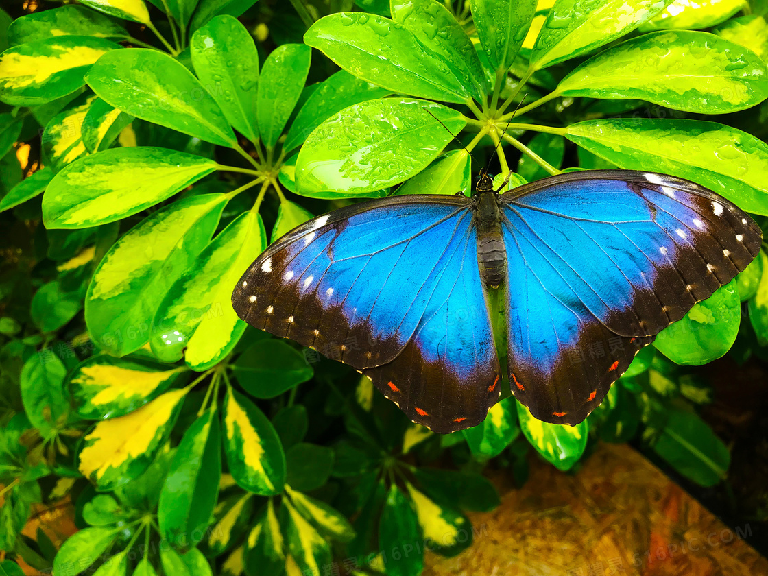 植物绿叶上的蝴蝶特写摄影高清图片
