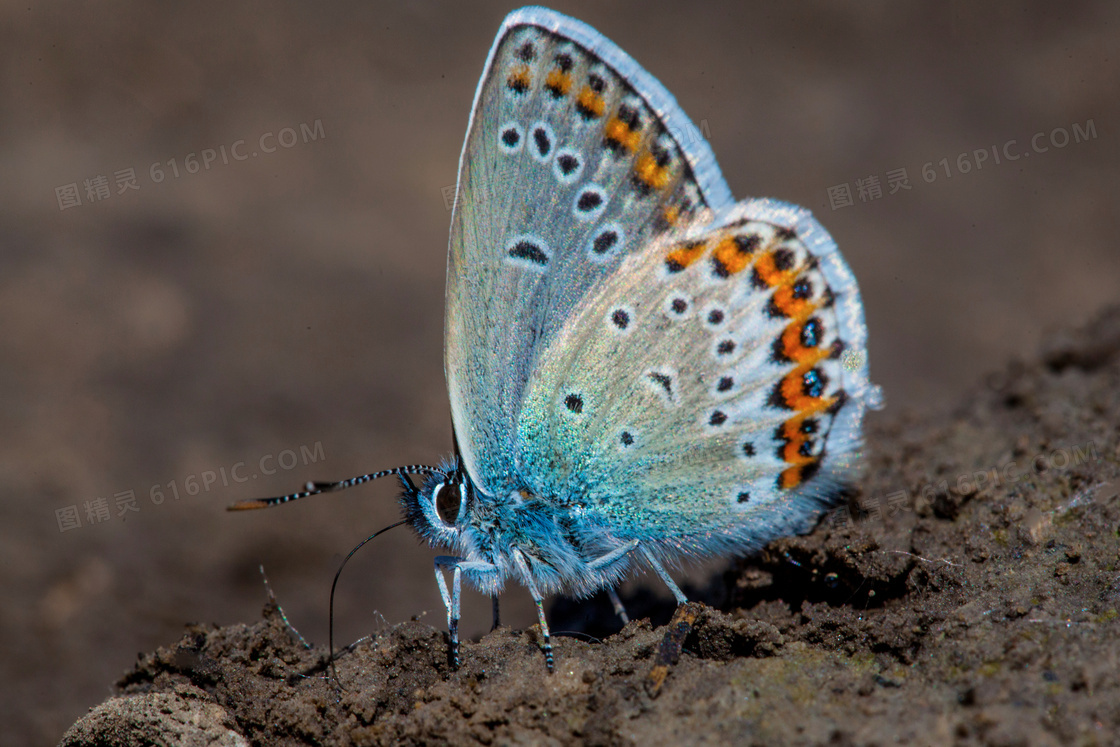 停在土壤上的蝴蝶特写摄影高清图片
