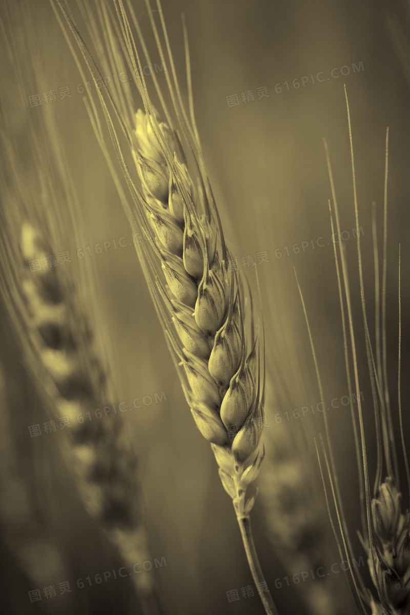 地里的小麦穗近景特写摄影高清图片