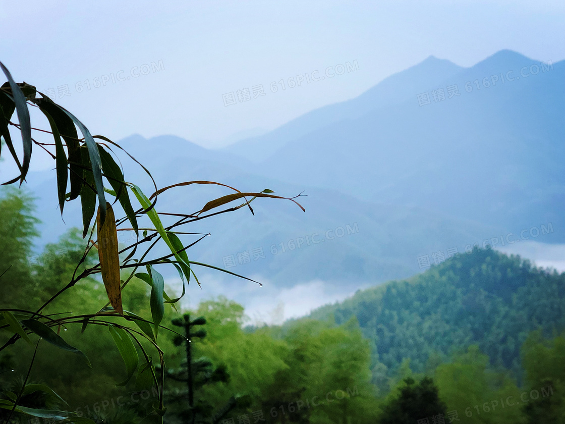 清晨山间美丽的竹叶和露珠摄影图片