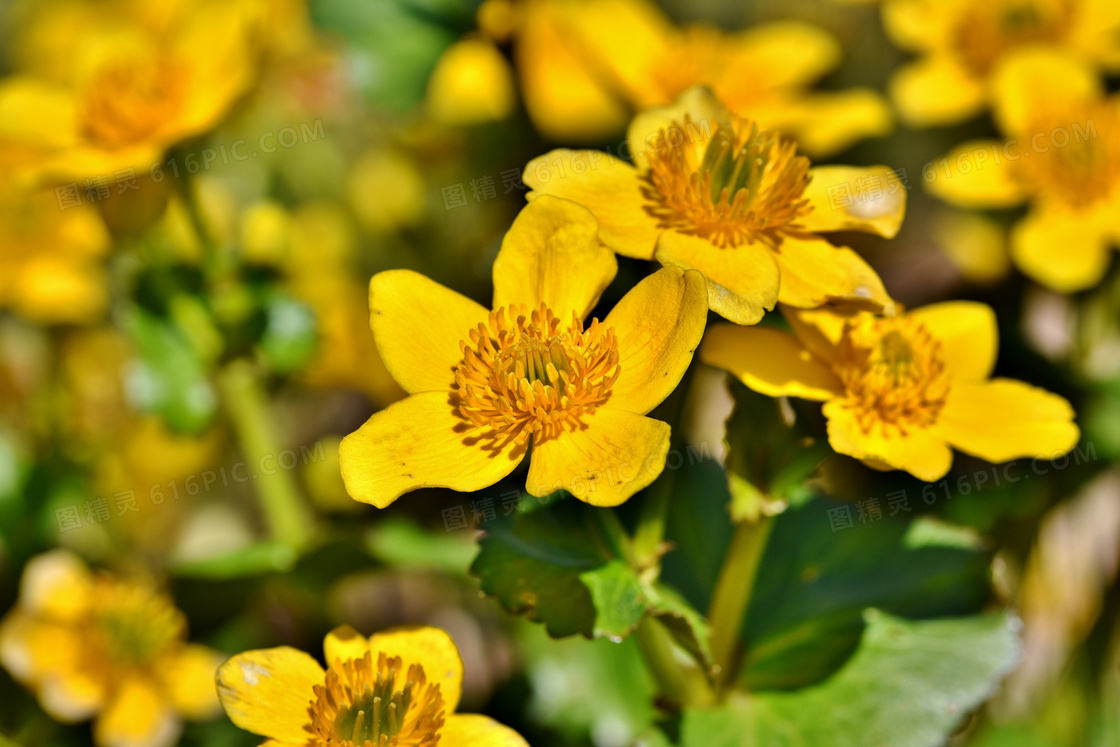 花期盛开着的黄色小花摄影高清图片