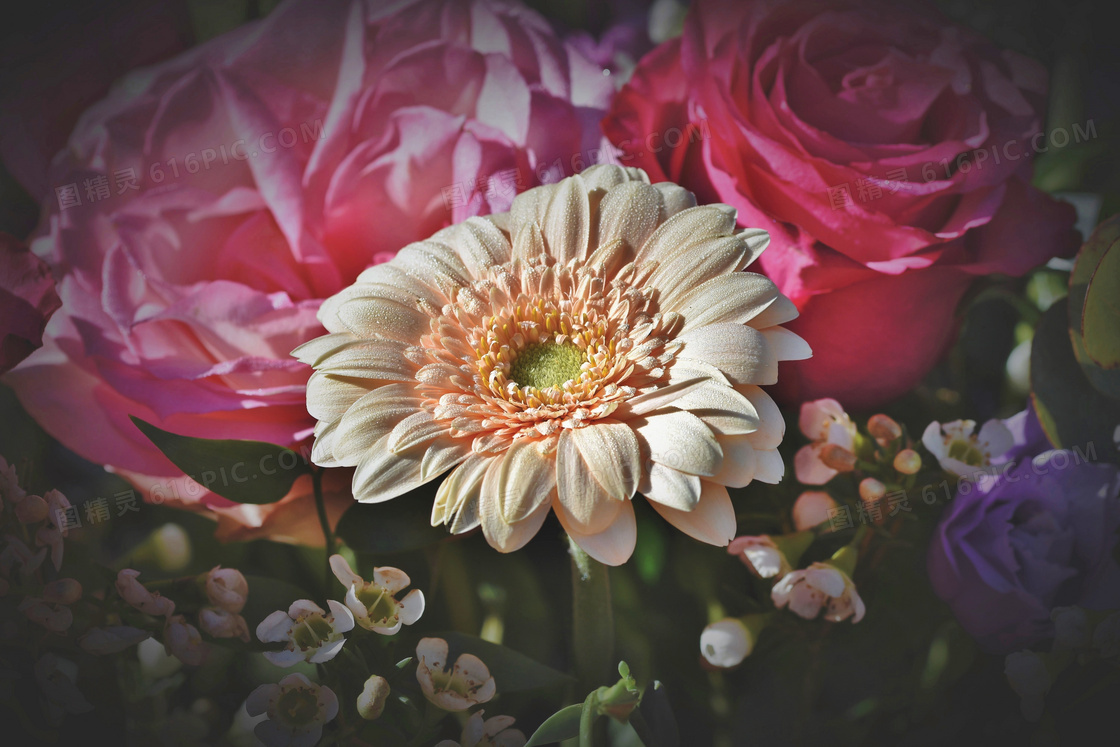 植物园里的玫瑰花植物摄影高清图片