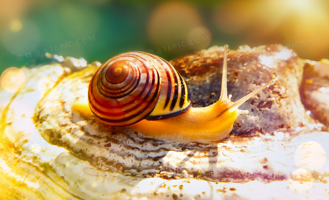 贝壳上爬着的蜗牛特写摄影高清图片