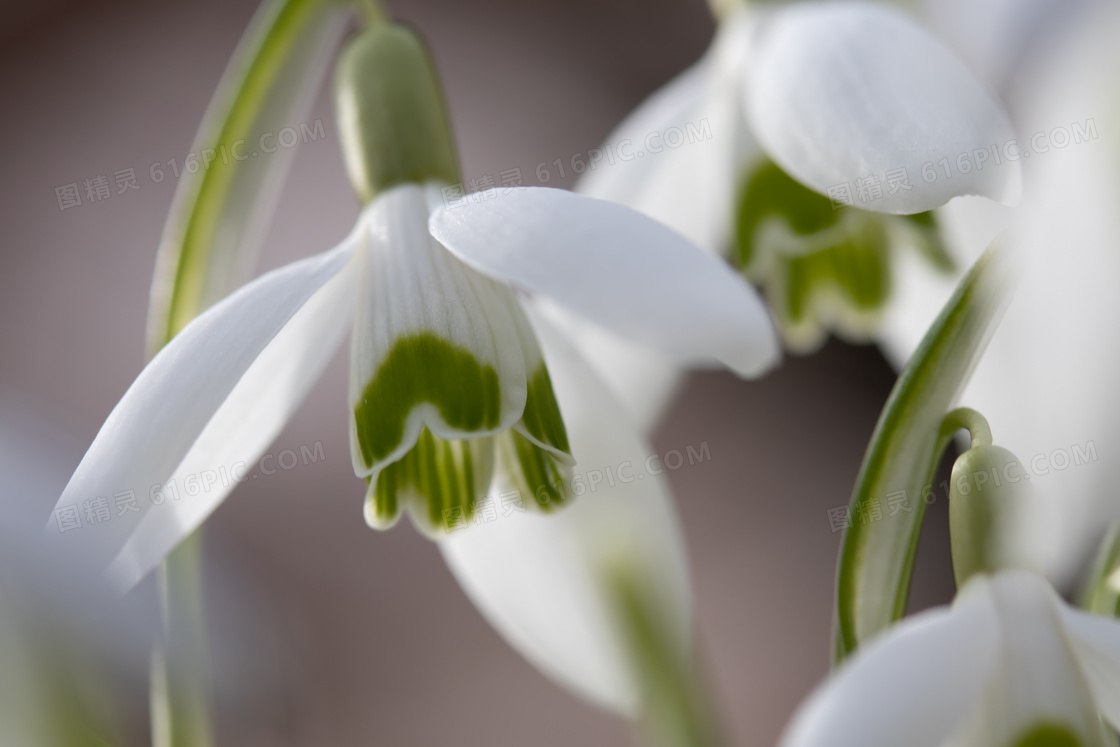 弯着腰的白色花卉植物摄影高清图片