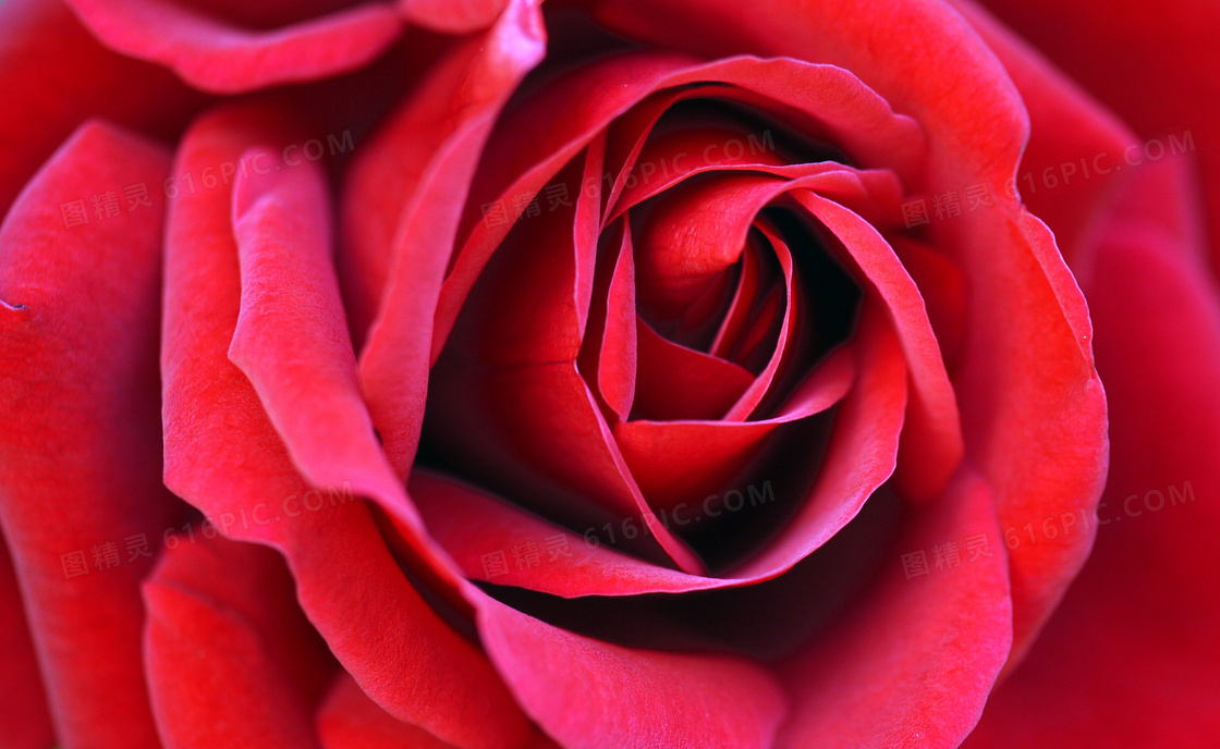 一层层包裹的红色鲜花摄影高清图片