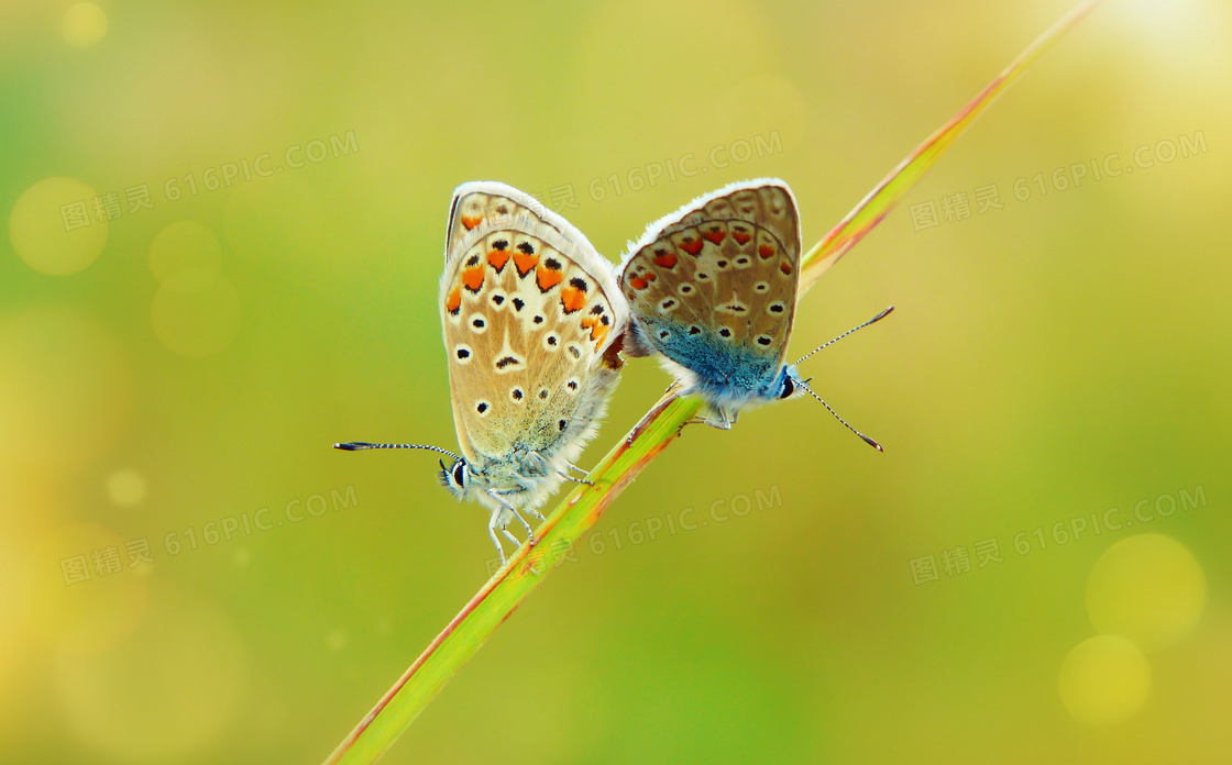 在一根草上的两只蝴蝶摄影高清图片
