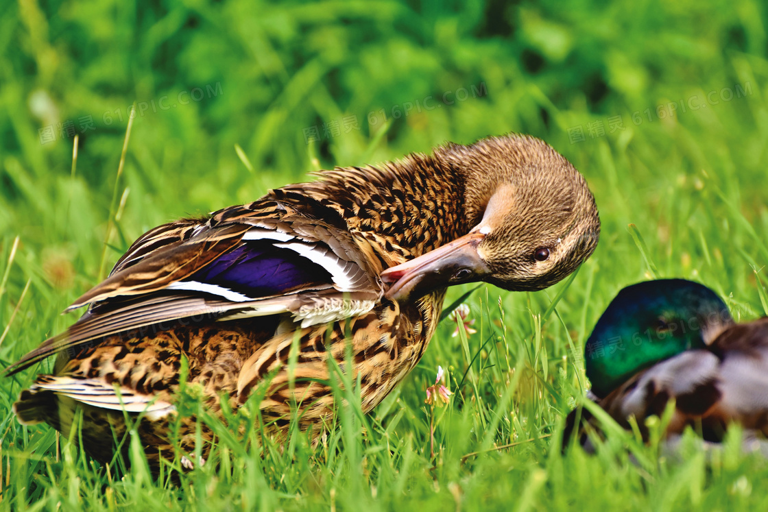 在草地上整理着羽毛的鸭子高清图片