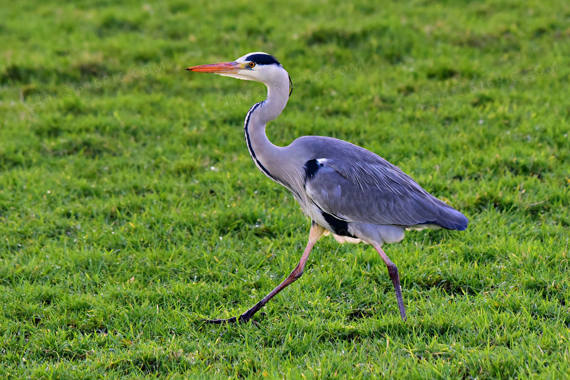 在草地上散步的大蓝鹭摄影高清图片