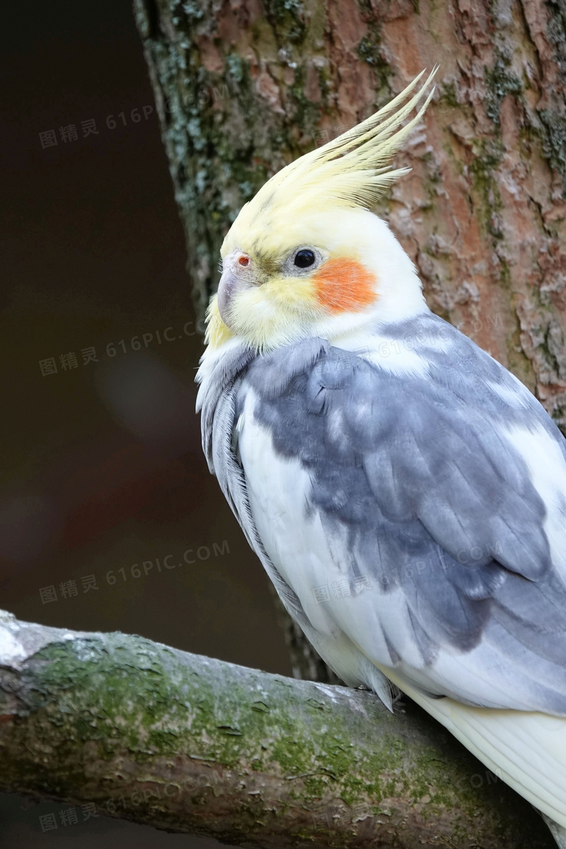 站在树枝上休息的鹦鹉摄影高清图片