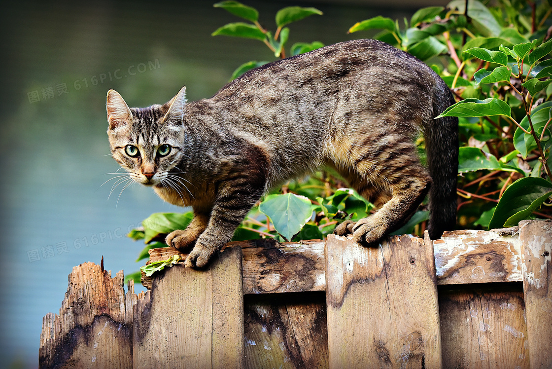 看到生人的一只猫特写摄影高清图片