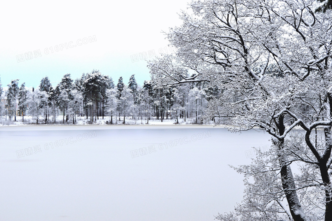 雪后树木与冰封的湖面摄影高清图片