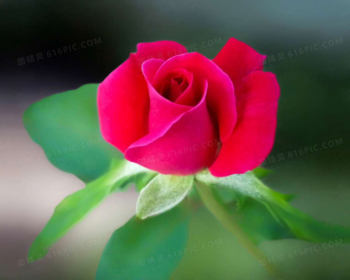 娇艳欲滴的红色玫瑰花摄影高清图片