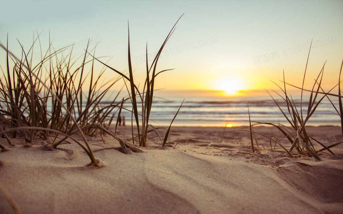 沙滩上的杂草植物特写摄影高清图片