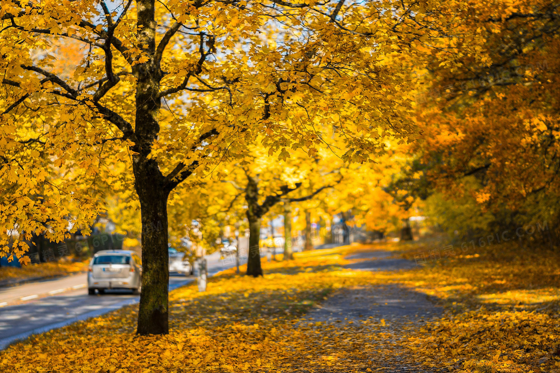 路边被秋色染黄的树木摄影高清图片
