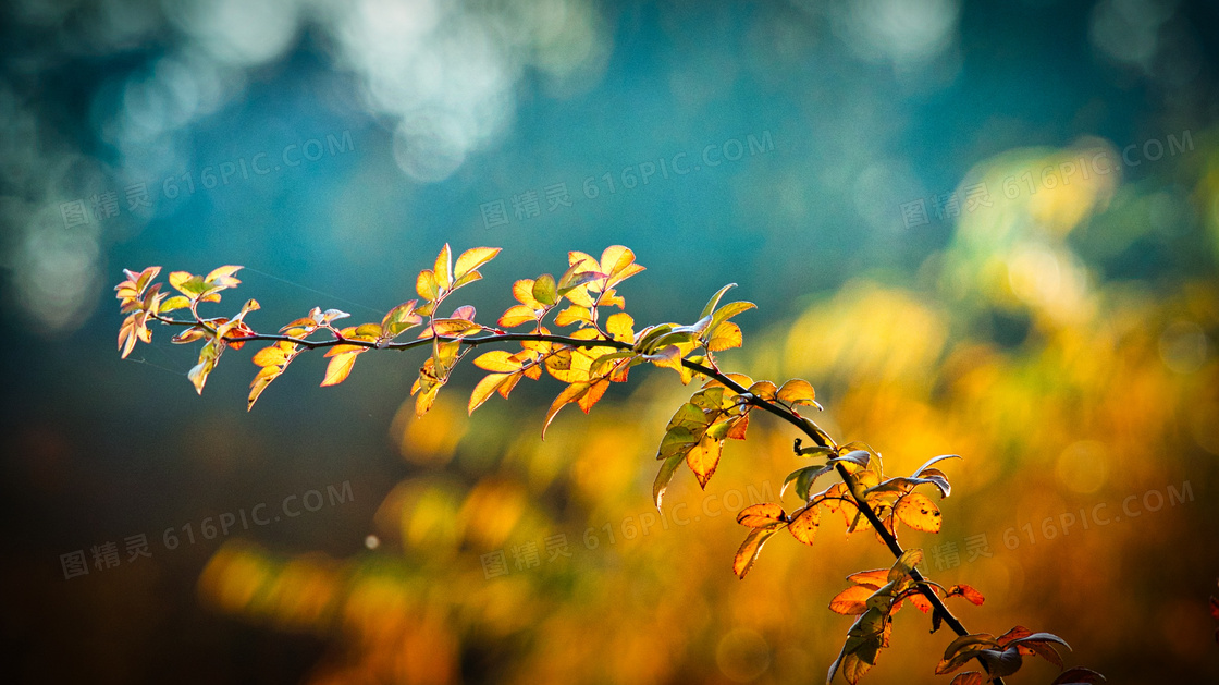 金秋时节树枝叶子特写摄影高清图片