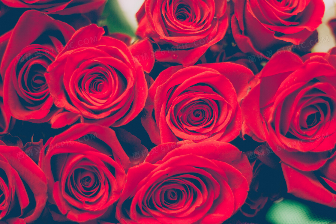深红色的玫瑰花朵特写摄影高清图片
