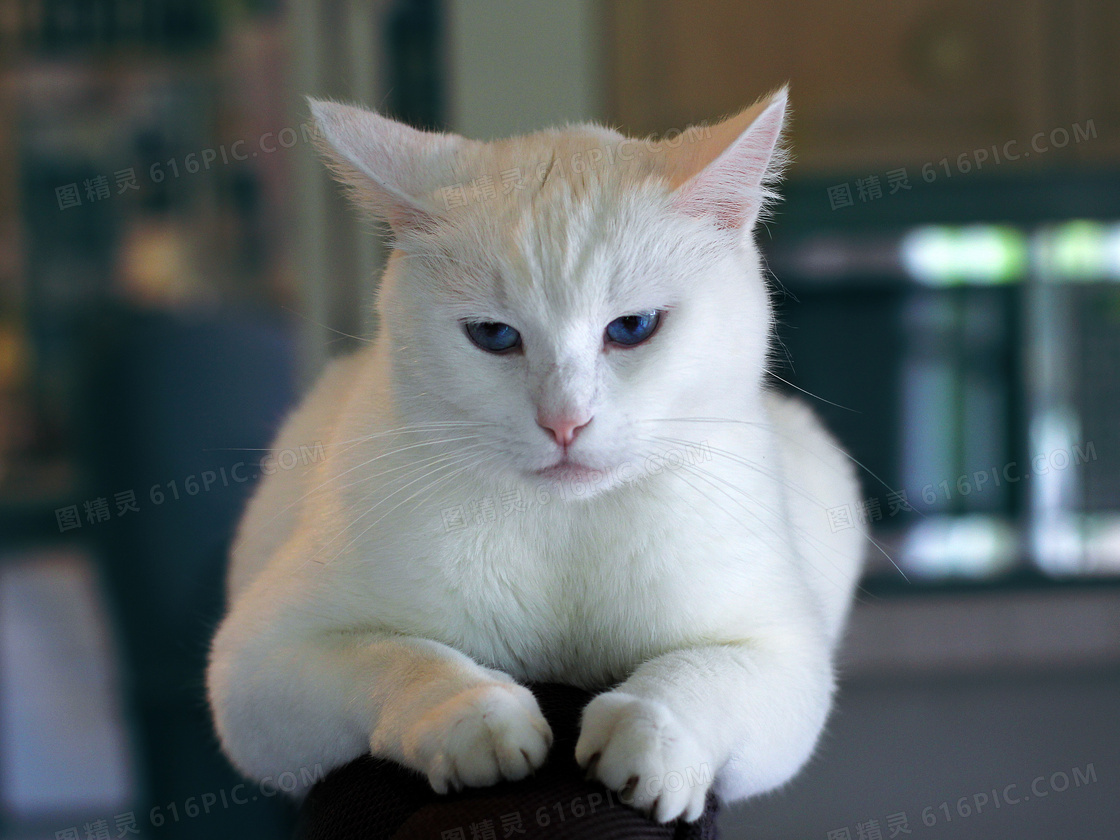 蓝眼睛的白猫动物特写摄影高清图片