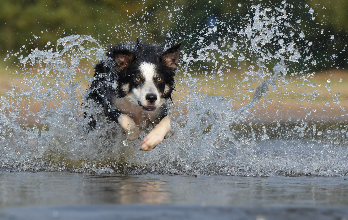 在水面上飞奔的狗特写摄影高清图片