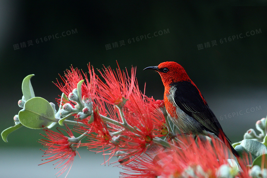 树枝上的红头麻雀特写摄影高清图片