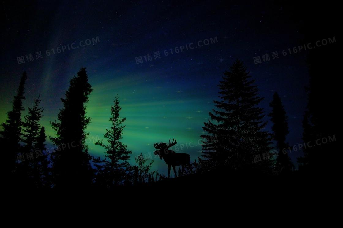 树木驯鹿与炫丽的极光摄影高清图片