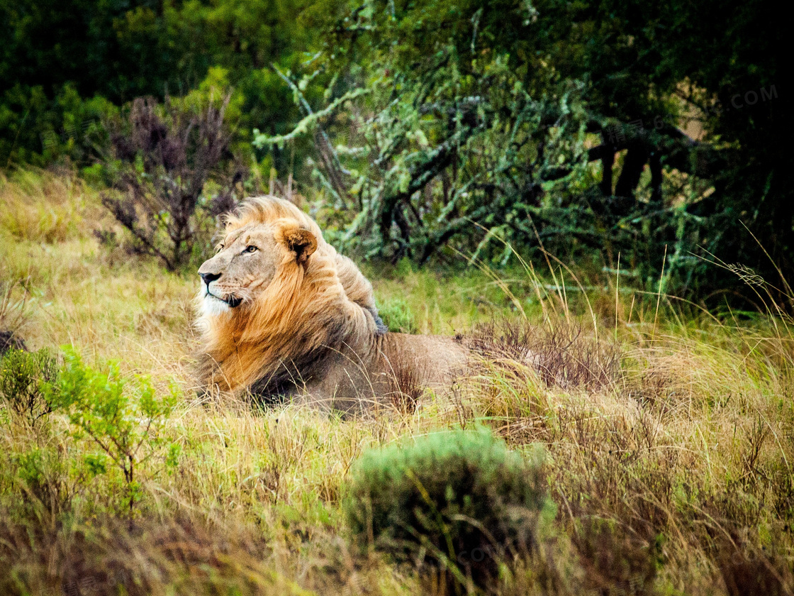 卧在草丛中的长毛狮子摄影高清图片