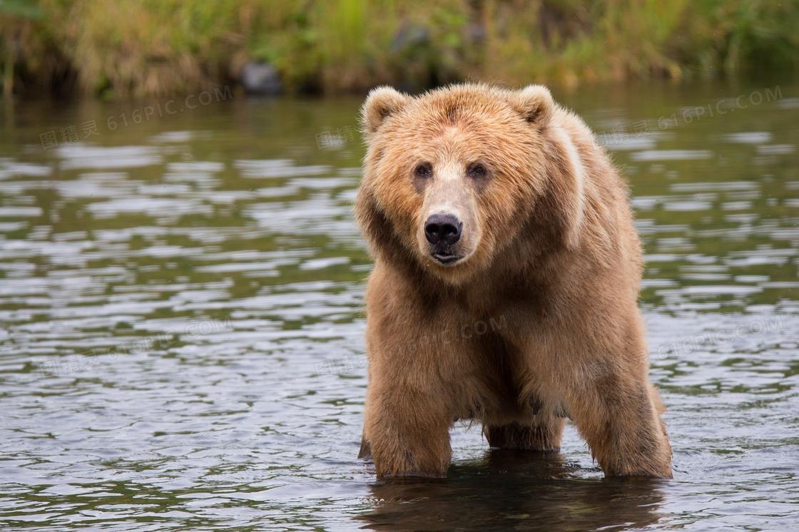 在蹚水过河的棕熊特写摄影高清图片