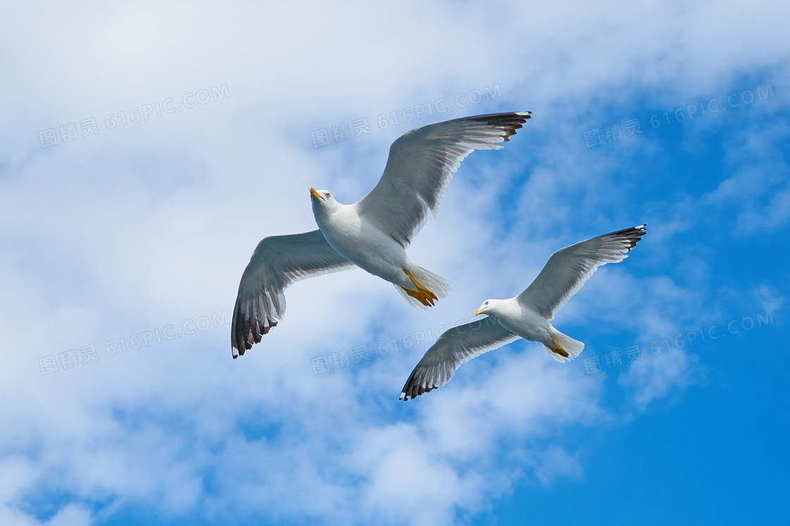 翱翔在空中的海鸥主题摄影高清图片