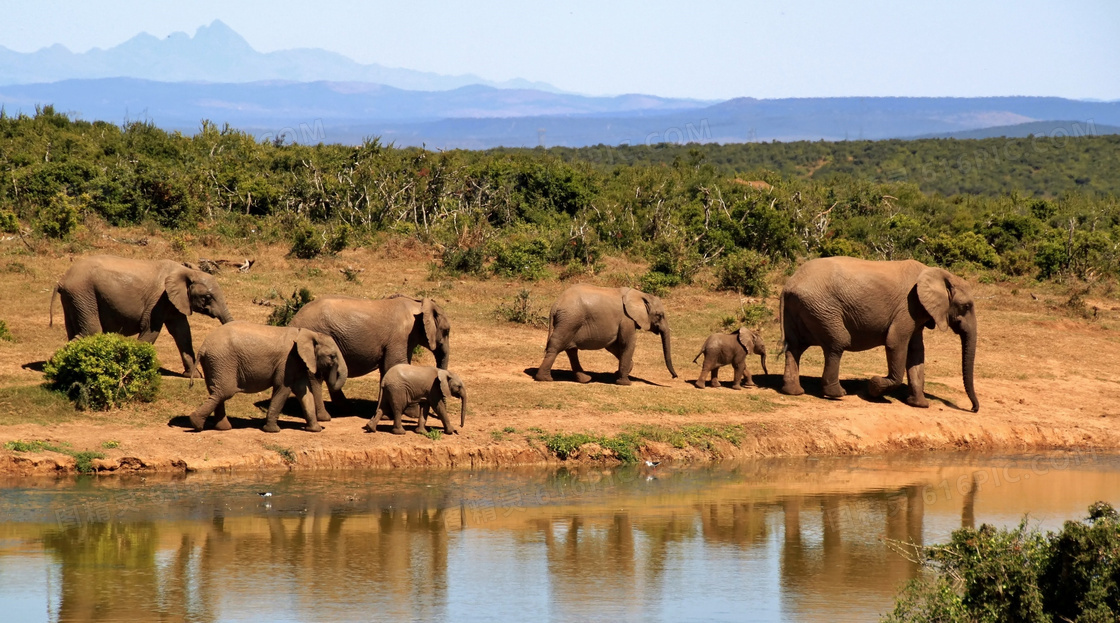 远山树林与水边的象群摄影高清图片