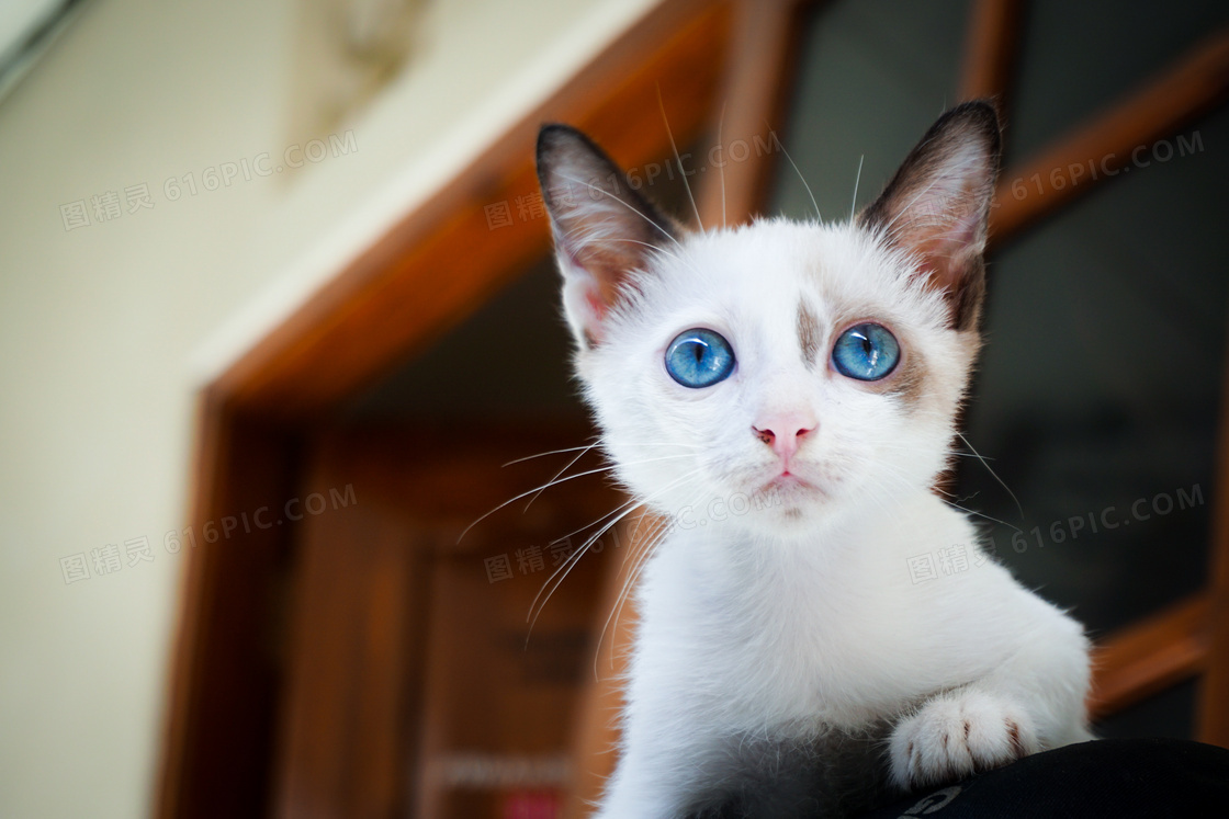 有着一双蓝色眼睛的小猫咪高清图片