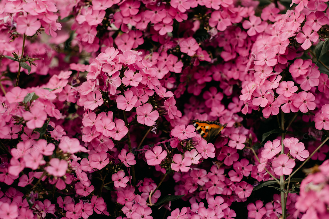 引来蝴蝶的粉红色花卉植物高清图片
