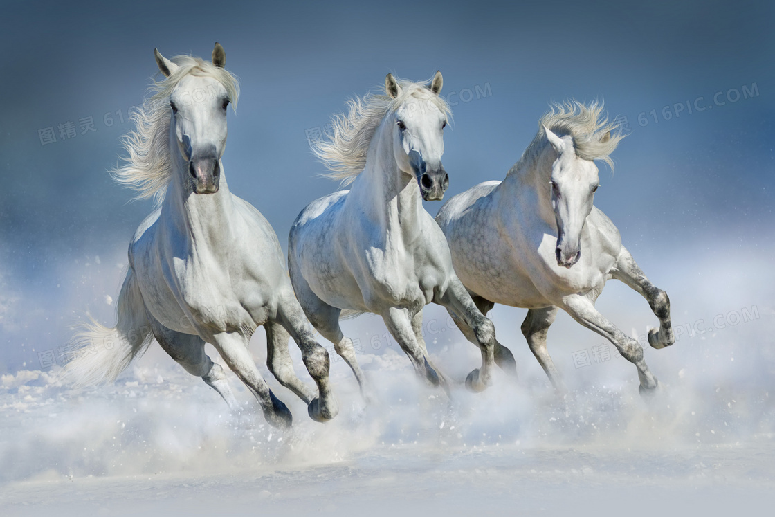 不分先后奔跑的三匹马摄影高清图片