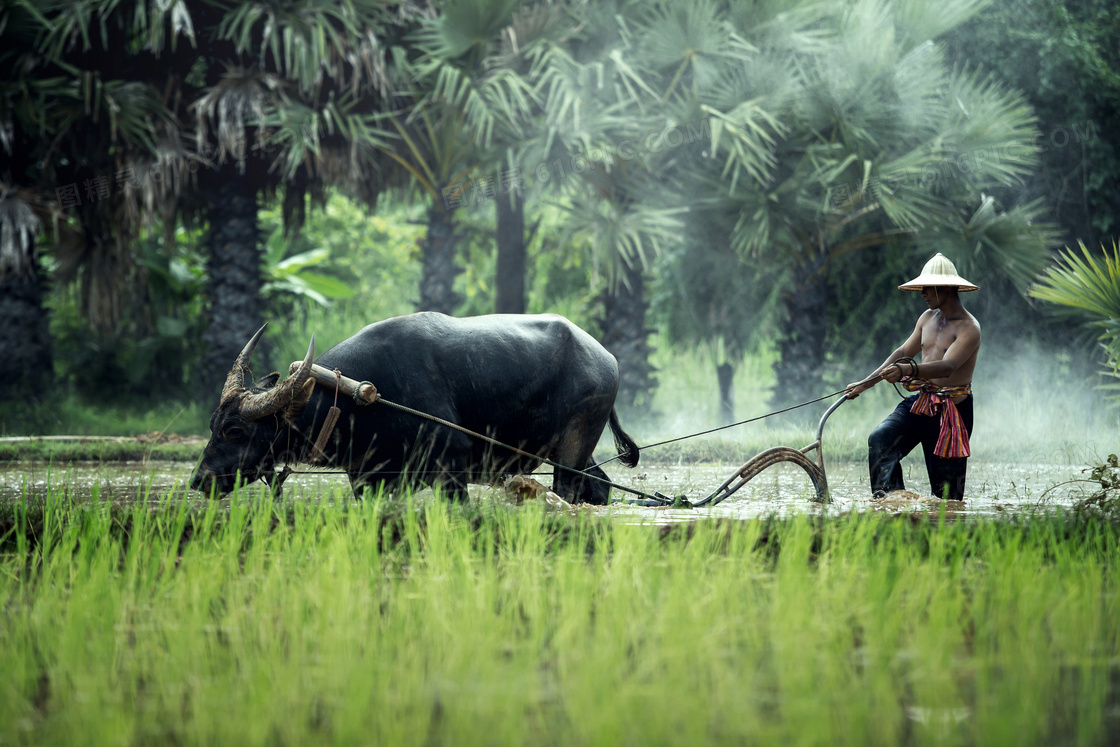 在用耕牛犁稻田的农民摄影高清图片