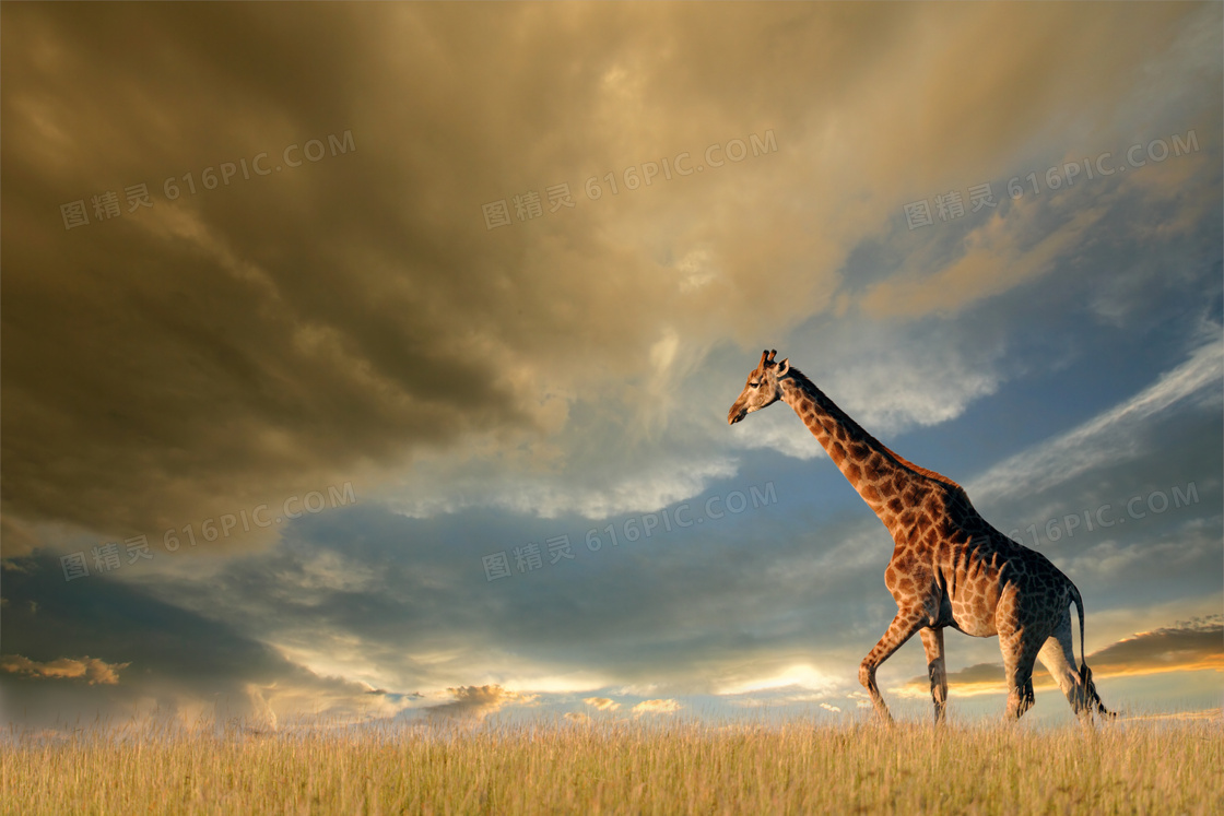 天空云彩与草原上的长颈鹿高清图片