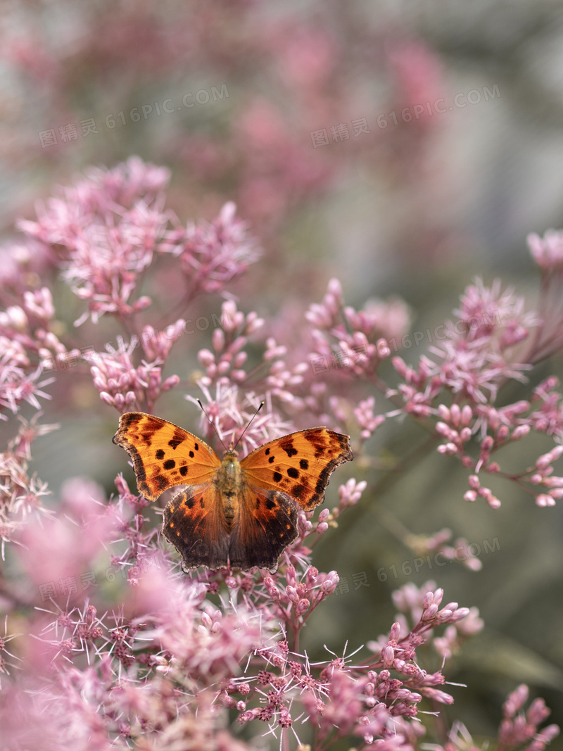 春天花枝上的蝴蝶特写摄影高清图片