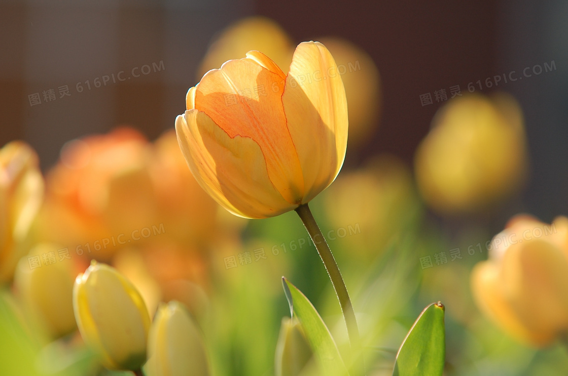 花丛中的黄色郁金香花摄影高清图片