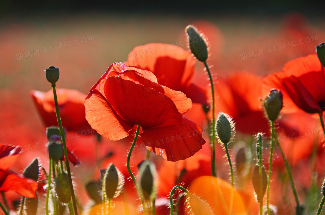 阳光映衬下的红色花卉摄影高清图片