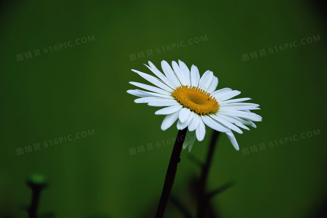 春天里一朵白菊花特写摄影高清图片