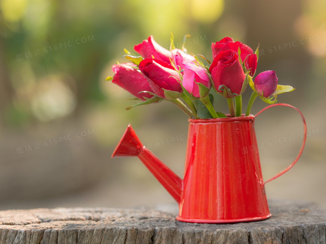 洒水壶中的几支玫瑰花摄影高清图片