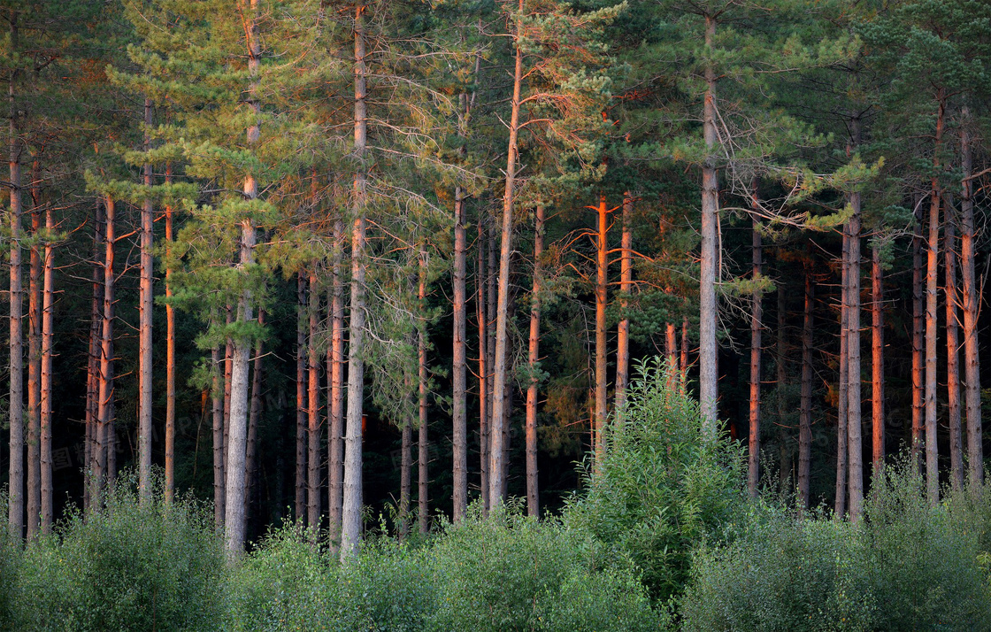 树丛与在夕阳照耀下的树林高清图片