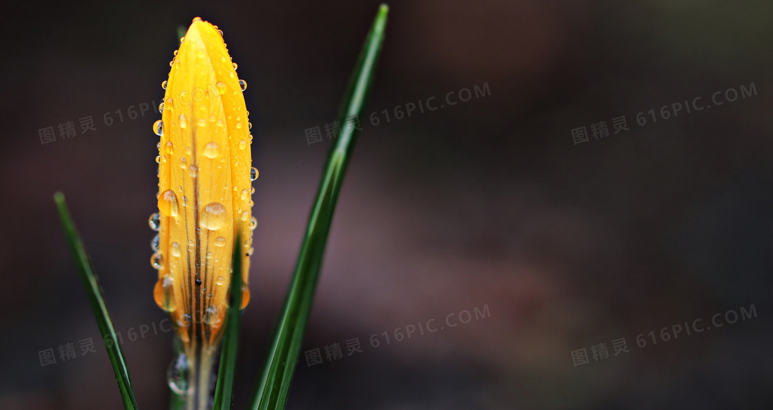 挂水珠的黄色花苞特写摄影高清图片