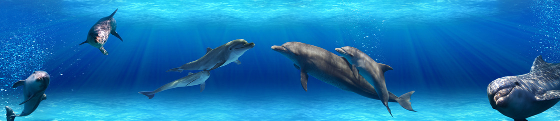 多只在水下嬉戏的海豚摄影高清图片