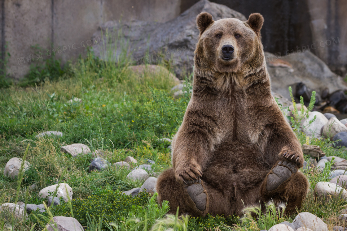 端坐在乱石草丛中的熊摄影高清图片