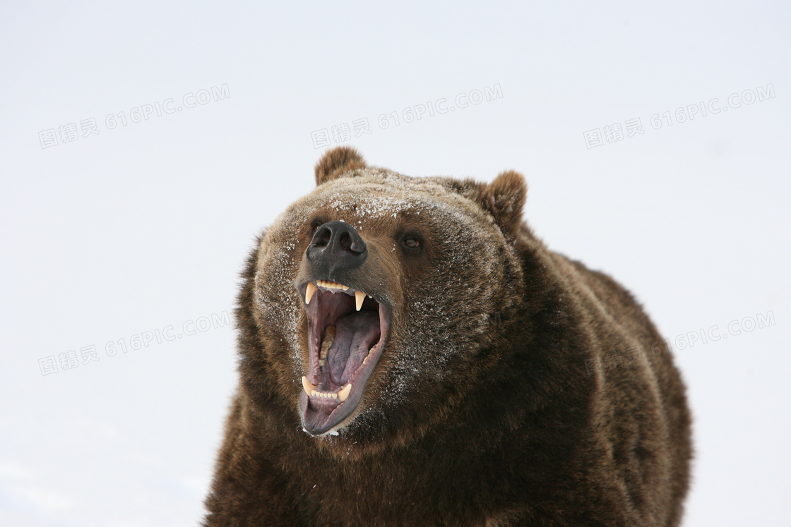 正张着大嘴长哮的棕熊摄影高清图片