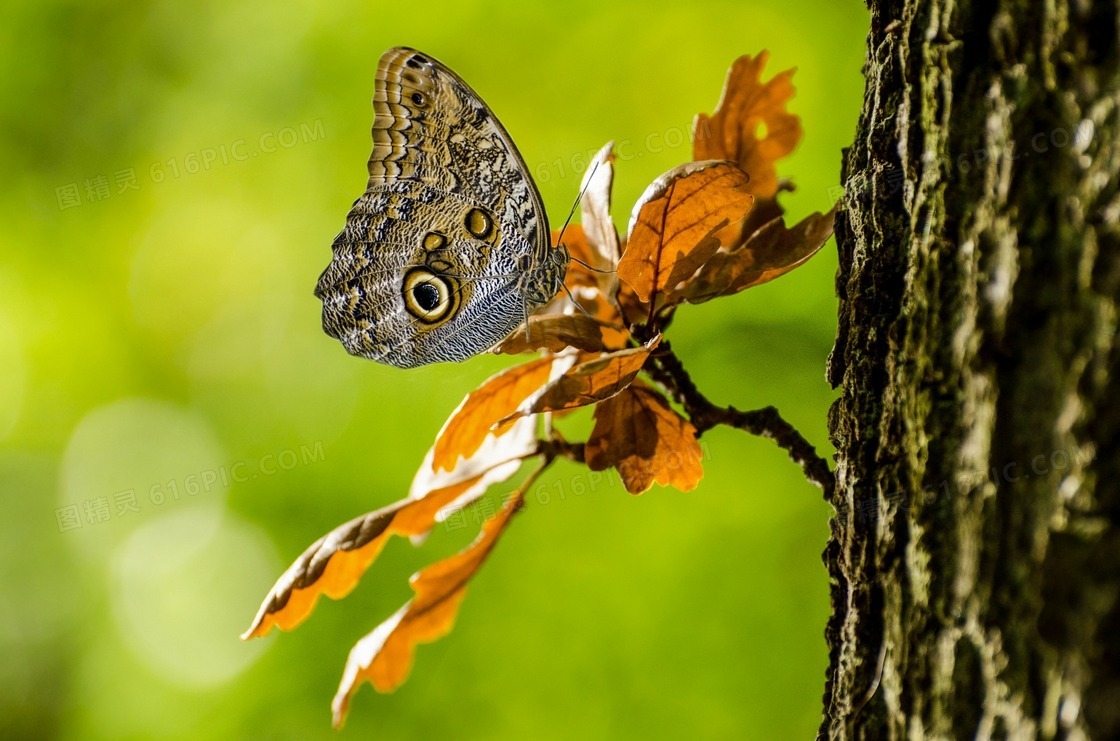 停在枯叶上的一只蝴蝶摄影高清图片