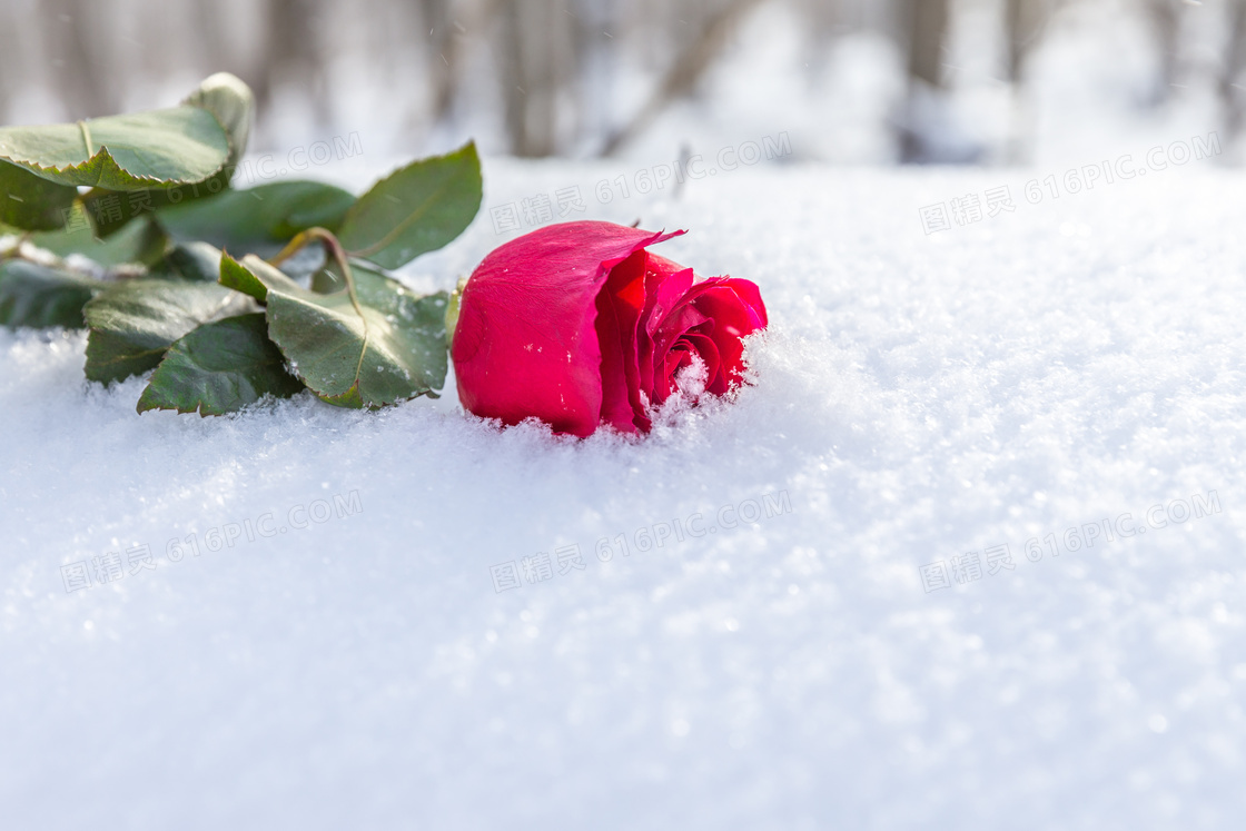 雪地上的红色玫瑰特写摄影高清图片