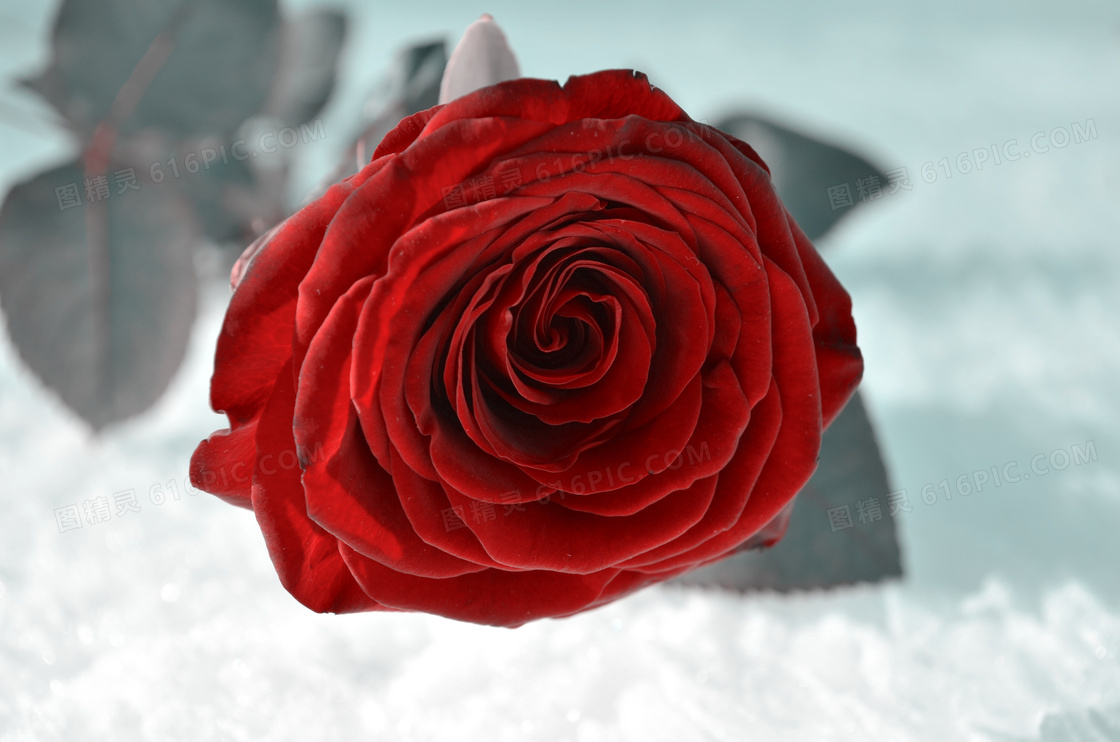 在雪地上的一支玫瑰花摄影高清图片