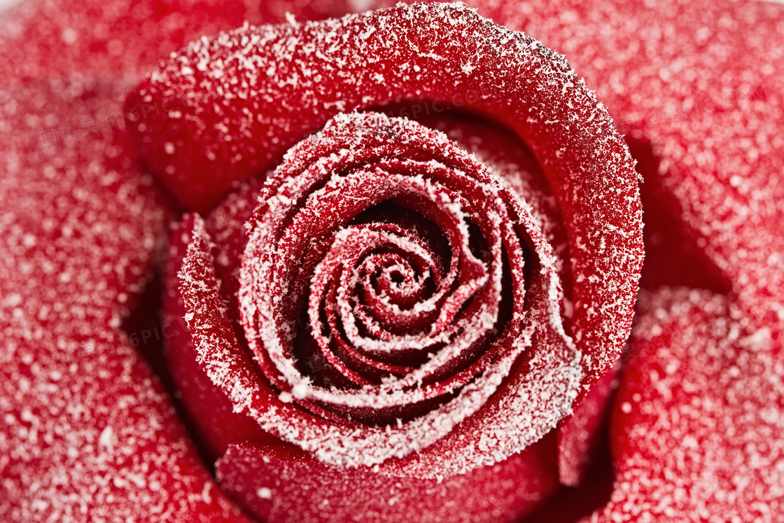 落有积雪的红色玫瑰花摄影高清图片