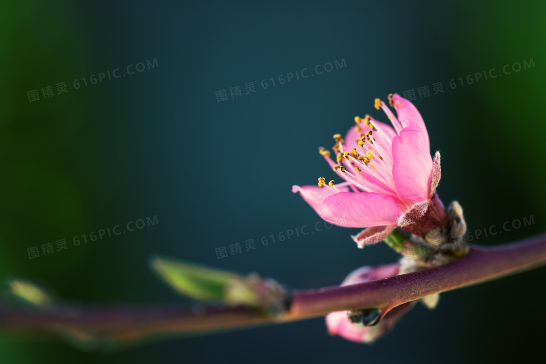 树枝上粉红色小花特写摄影高清图片